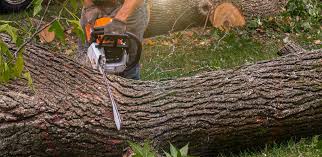 Best Tree Health Inspection  in North Bend, NE