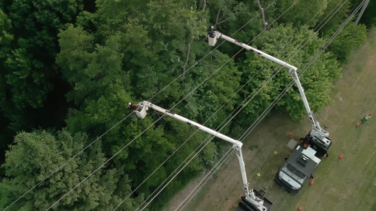 Best Emergency Tree Removal  in North Bend, NE